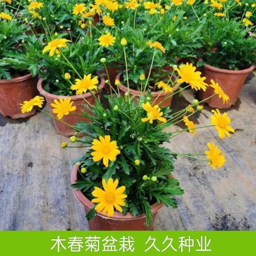 木春菊花卉绿化树苗黄金菊四季开花多年生老桩茼蒿植物庭院