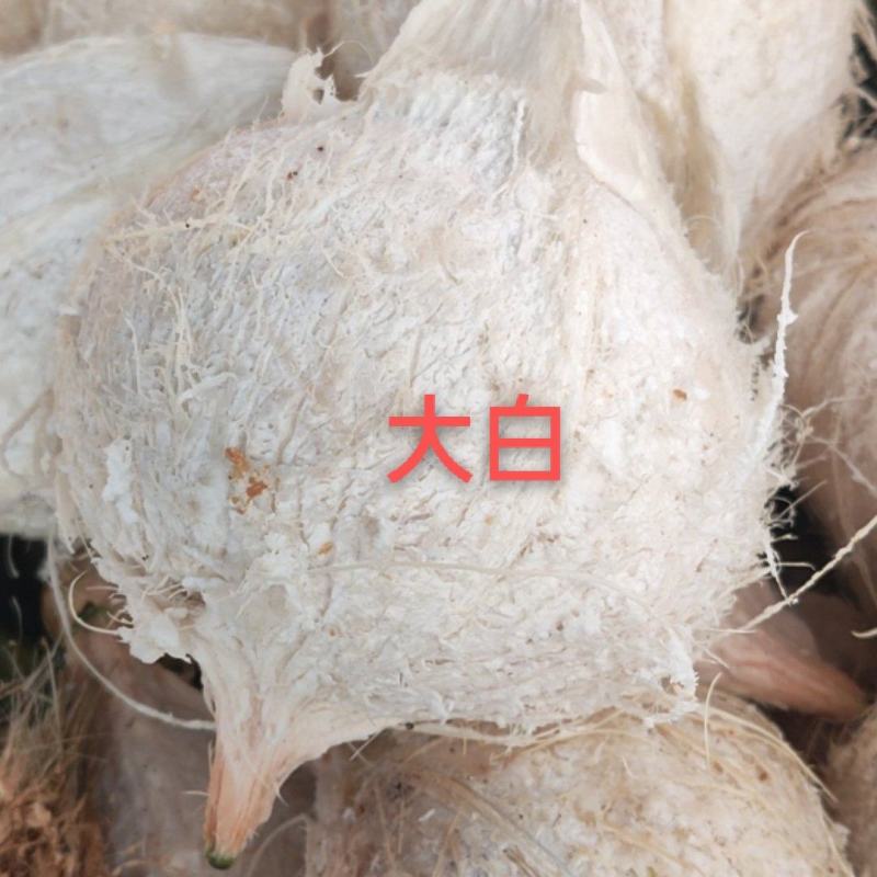 椰子热销海南椰子长期有货原地直发量大优惠