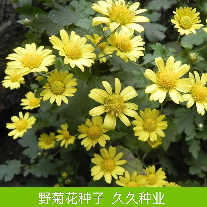 野菊花种子野黄菊花山菊花种子甘菊花种子菊花种子