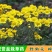 野菊花种子野黄菊花山菊花种子甘菊花种子菊花种子