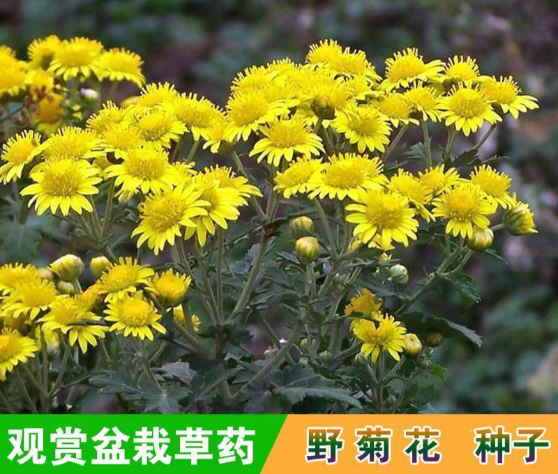 野菊花种子野黄菊花山菊花种子甘菊花种子菊花种子