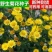 野菊花种子野黄菊花山菊花种子甘菊花种子菊花种子