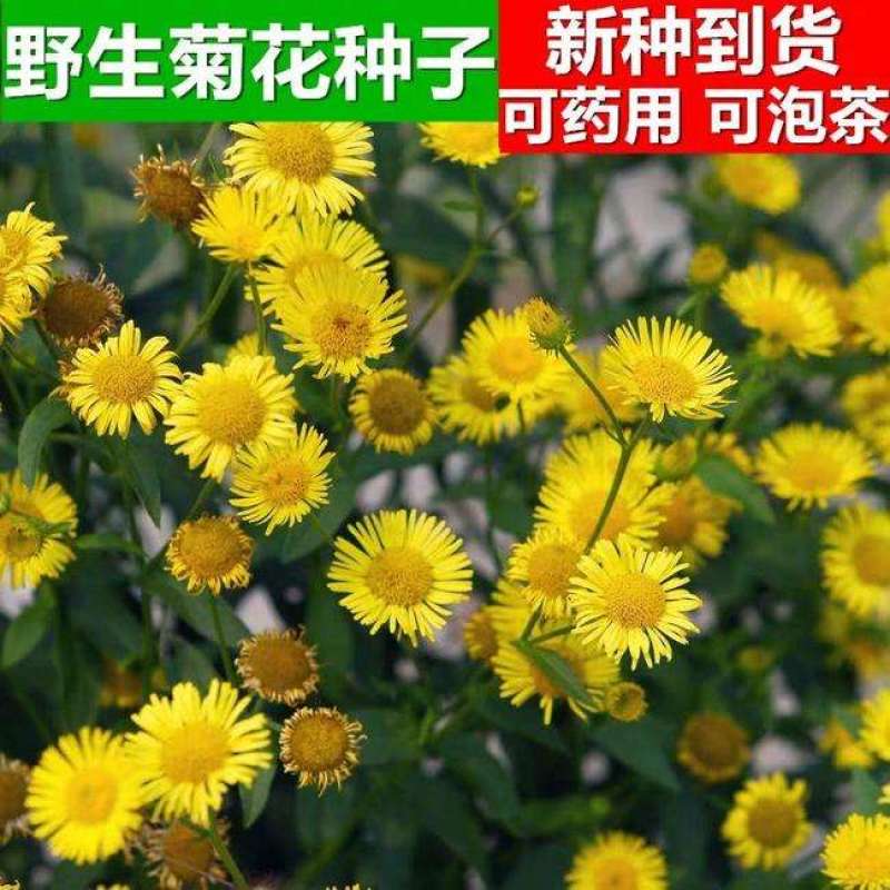 野菊花种子野黄菊花山菊花种子甘菊花种子菊花种子