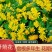 野菊花种子野黄菊花山菊花种子甘菊花种子菊花种子