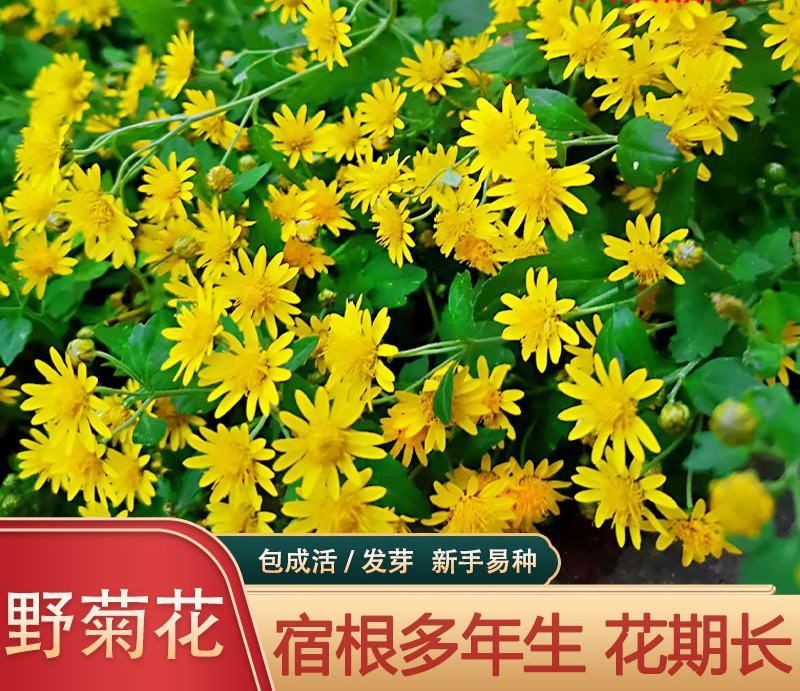 野菊花种子野黄菊花山菊花种子甘菊花种子菊花种子