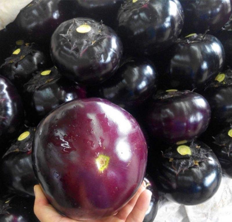 聊城【茄子&紫光圆茄】一手货源批发商超直供，价格便宜公道