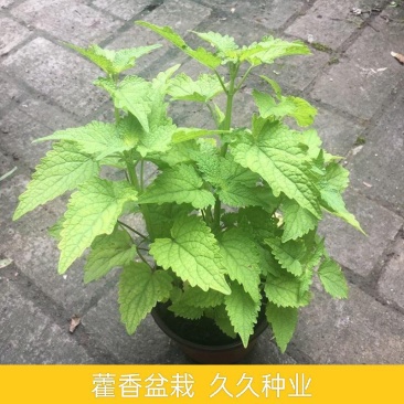 藿香苗盆栽可食用新鲜香叶植物庭院阳台庭院可种植