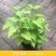 藿香苗盆栽可食用新鲜香叶植物庭院阳台庭院可种植