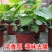 藿香苗盆栽可食用新鲜香叶植物庭院阳台庭院可种植