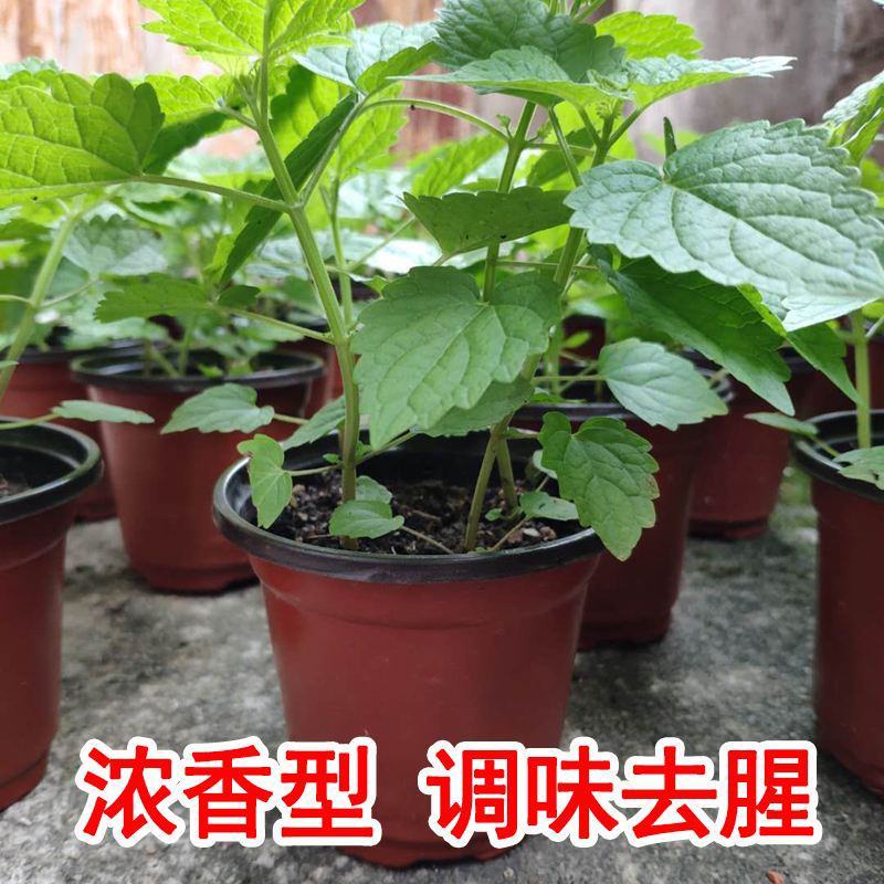 藿香苗盆栽可食用新鲜香叶植物庭院阳台庭院可种植
