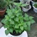 藿香苗盆栽可食用新鲜香叶植物庭院阳台庭院可种植