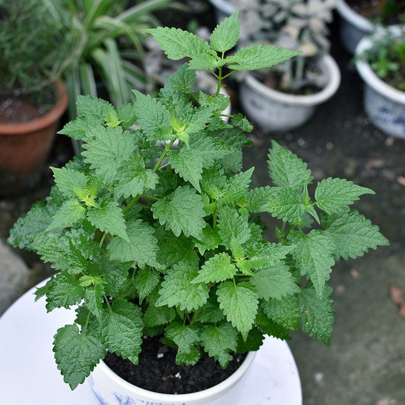 藿香苗盆栽可食用新鲜香叶植物庭院阳台庭院可种植