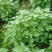 藿香苗盆栽可食用新鲜香叶植物庭院阳台庭院可种植