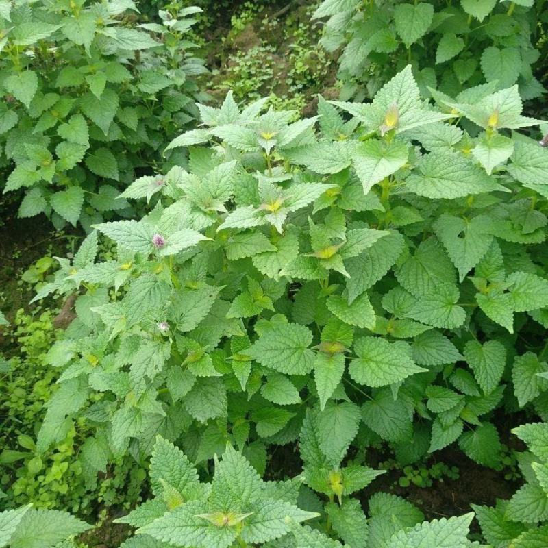 藿香苗盆栽可食用新鲜香叶植物庭院阳台庭院可种植