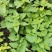 藿香苗盆栽可食用新鲜香叶植物庭院阳台庭院可种植