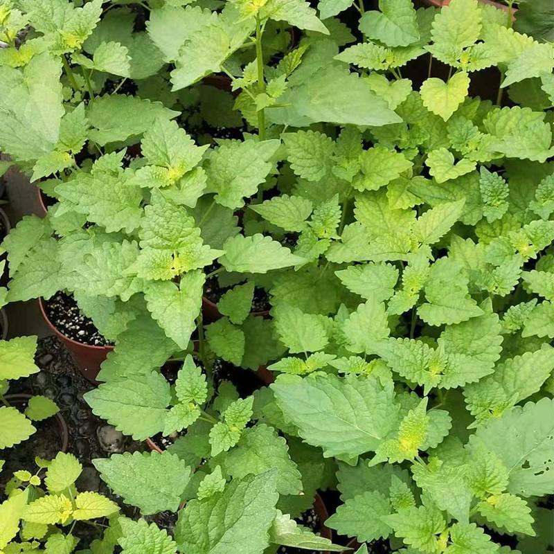 藿香苗盆栽可食用新鲜香叶植物庭院阳台庭院可种植