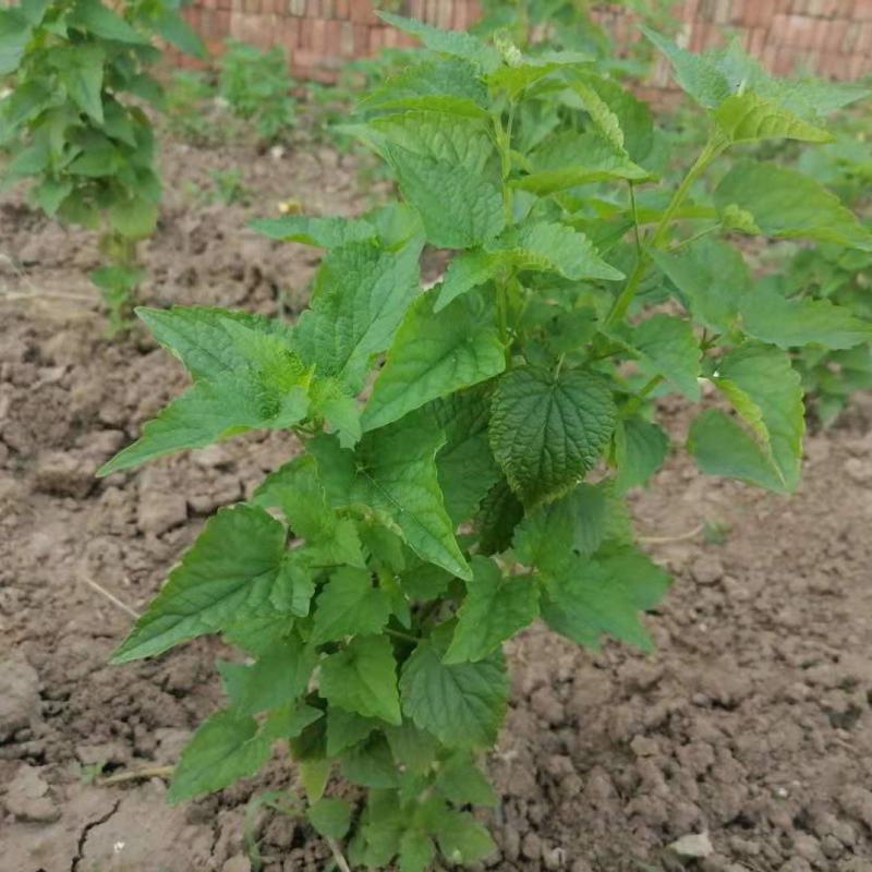 藿香苗盆栽可食用新鲜香叶植物庭院阳台庭院可种植