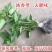 藿香苗盆栽可食用新鲜香叶植物庭院阳台庭院可种植