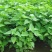 藿香苗盆栽可食用新鲜香叶植物庭院阳台庭院可种植