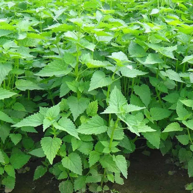藿香苗盆栽可食用新鲜香叶植物庭院阳台庭院可种植