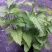 藿香苗盆栽可食用新鲜香叶植物庭院阳台庭院可种植