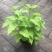 藿香苗盆栽可食用新鲜香叶植物庭院阳台庭院可种植