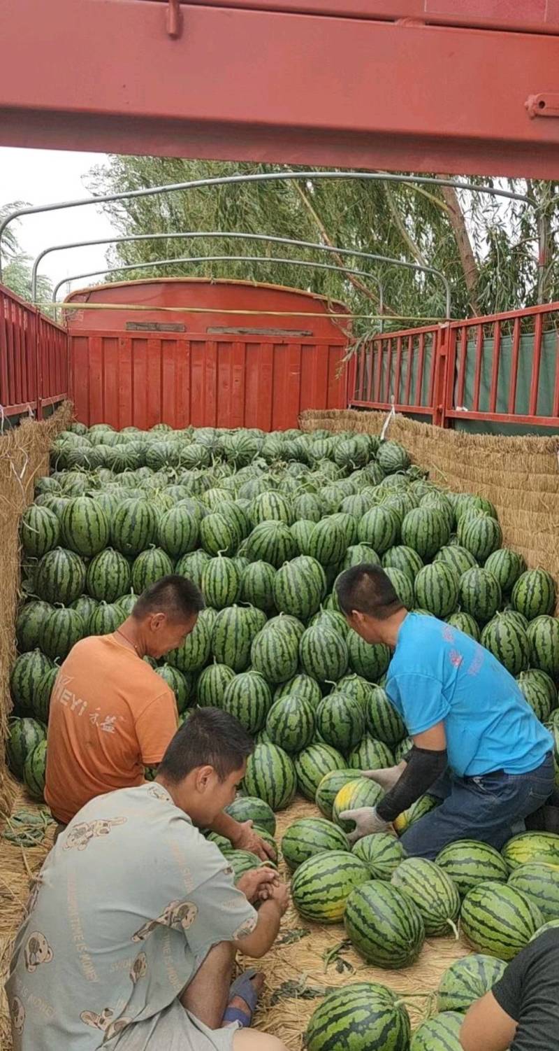 《推荐》精品甜王西瓜山东甜王大棚甜王西瓜包熟包甜