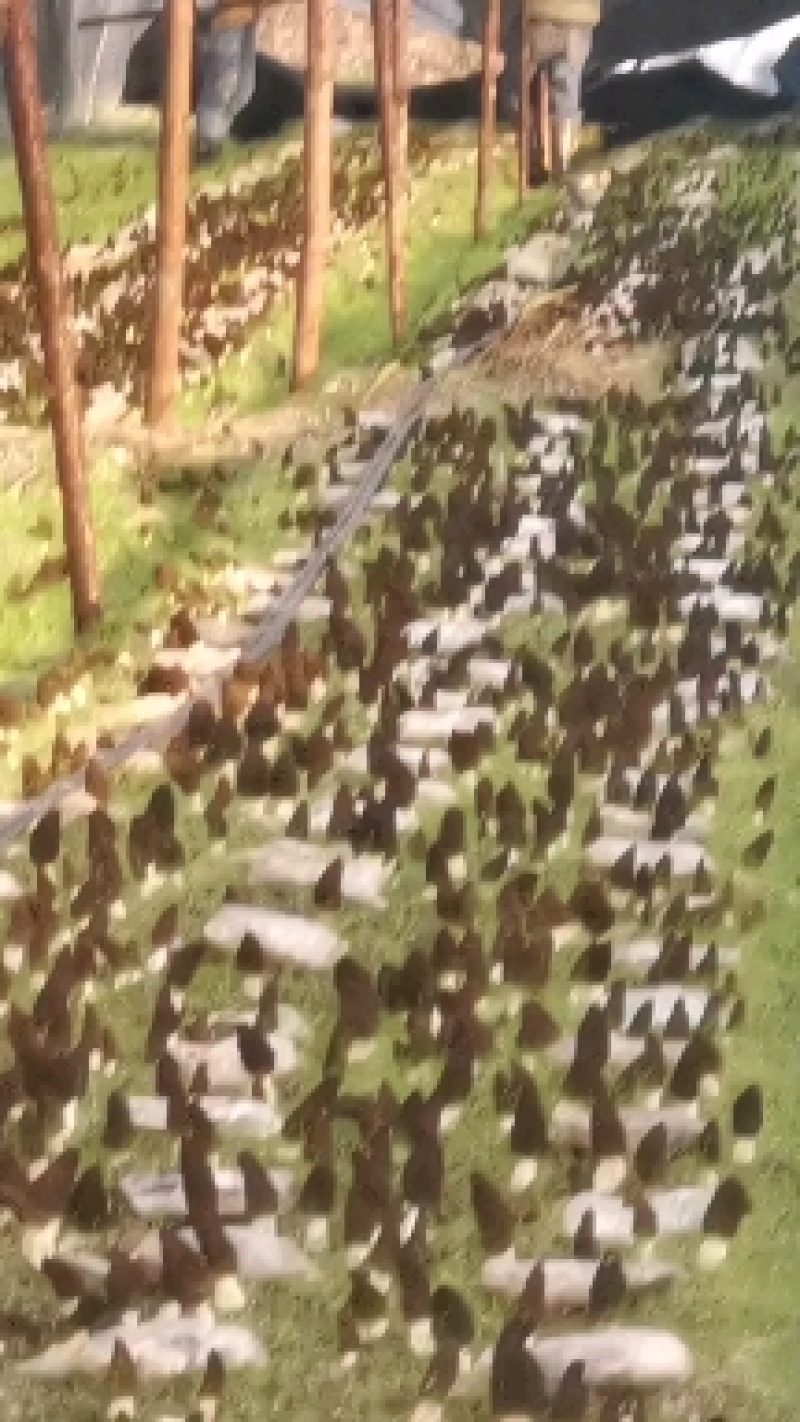 德兴市本地种植羊肚菌干品，品质保证，价格优惠