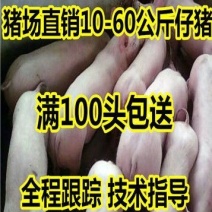 仔猪，三元仔猪大型猪场直供，包成活，全国送货专车运送