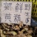 野生黄精