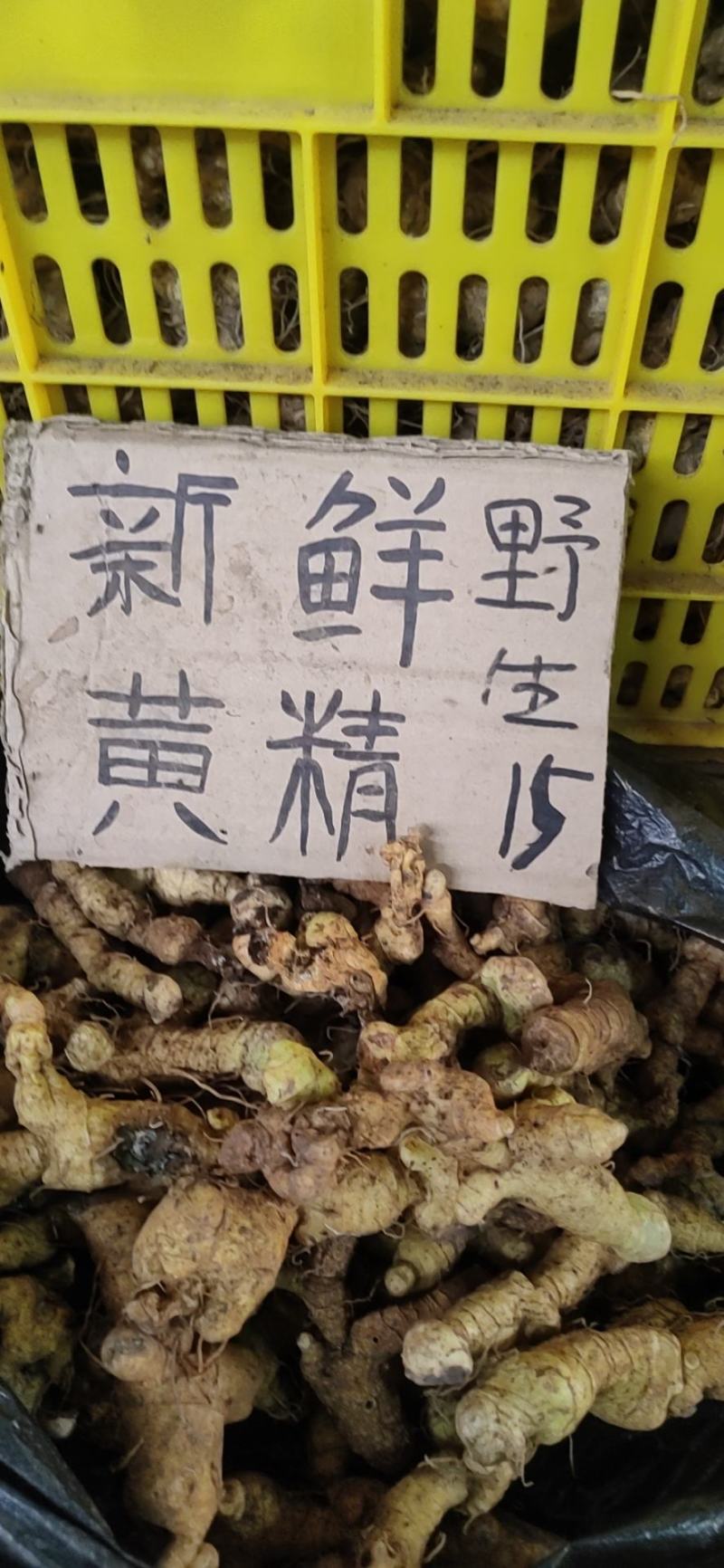 野生黄精
