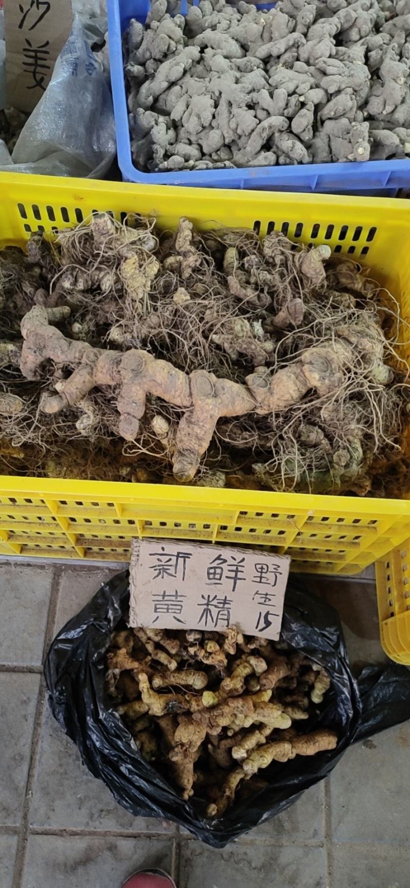 野生黄精