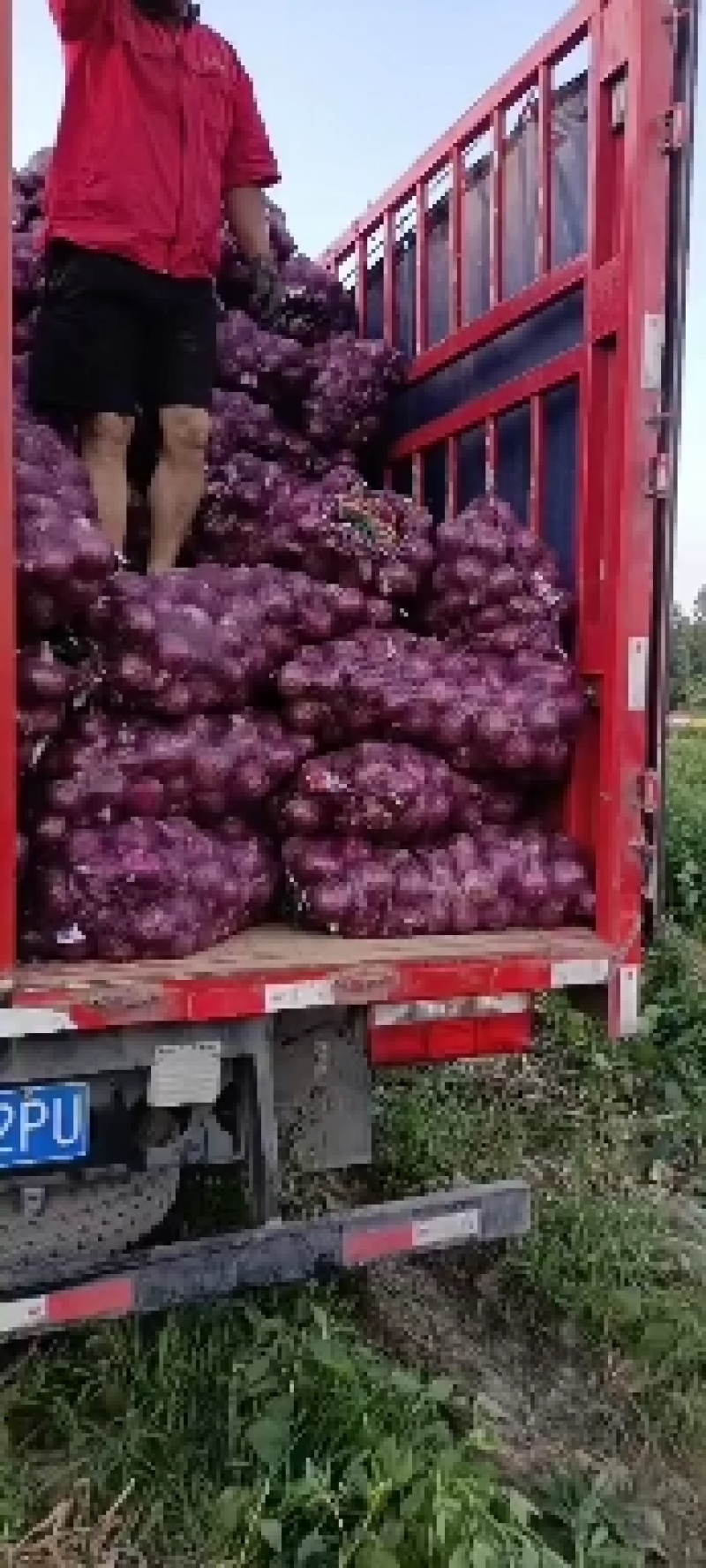 洋葱大量上市，货源充足，质量保证，个头均匀，价格低，