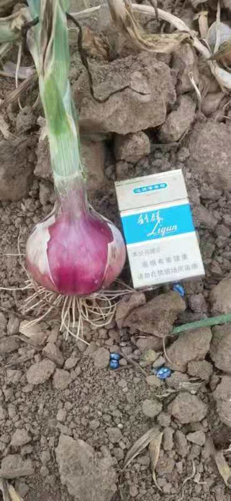 洋葱大量上市，货源充足，质量保证，个头均匀，价格低，