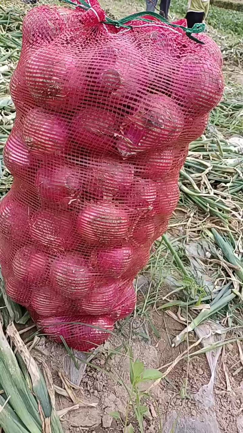洋葱大量上市，货源充足，质量保证，个头均匀，价格低，