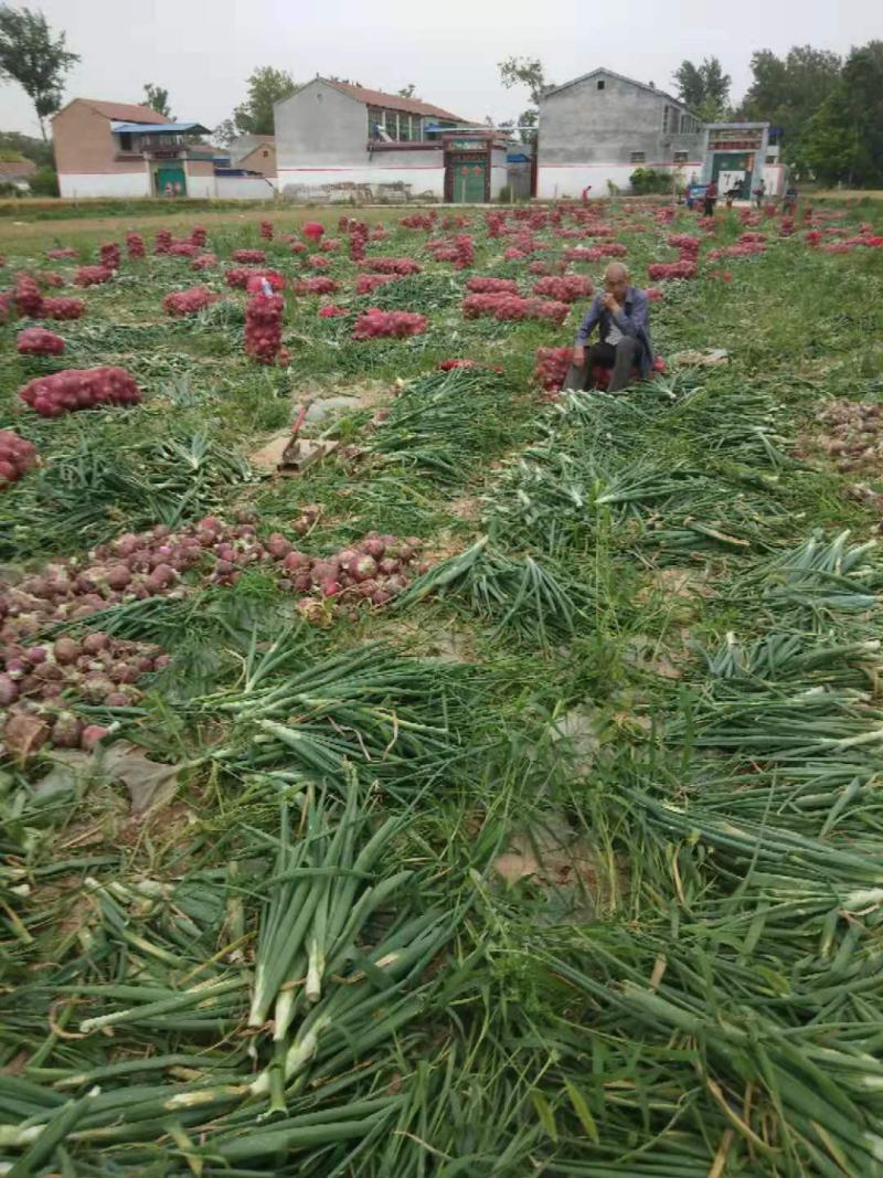洋葱大量上市，货源充足，质量保证，个头均匀，价格低，