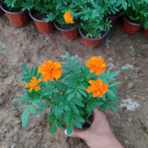 孔雀草观赏植物基地批发大量现货