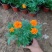 孔雀草观赏植物基地批发大量现货