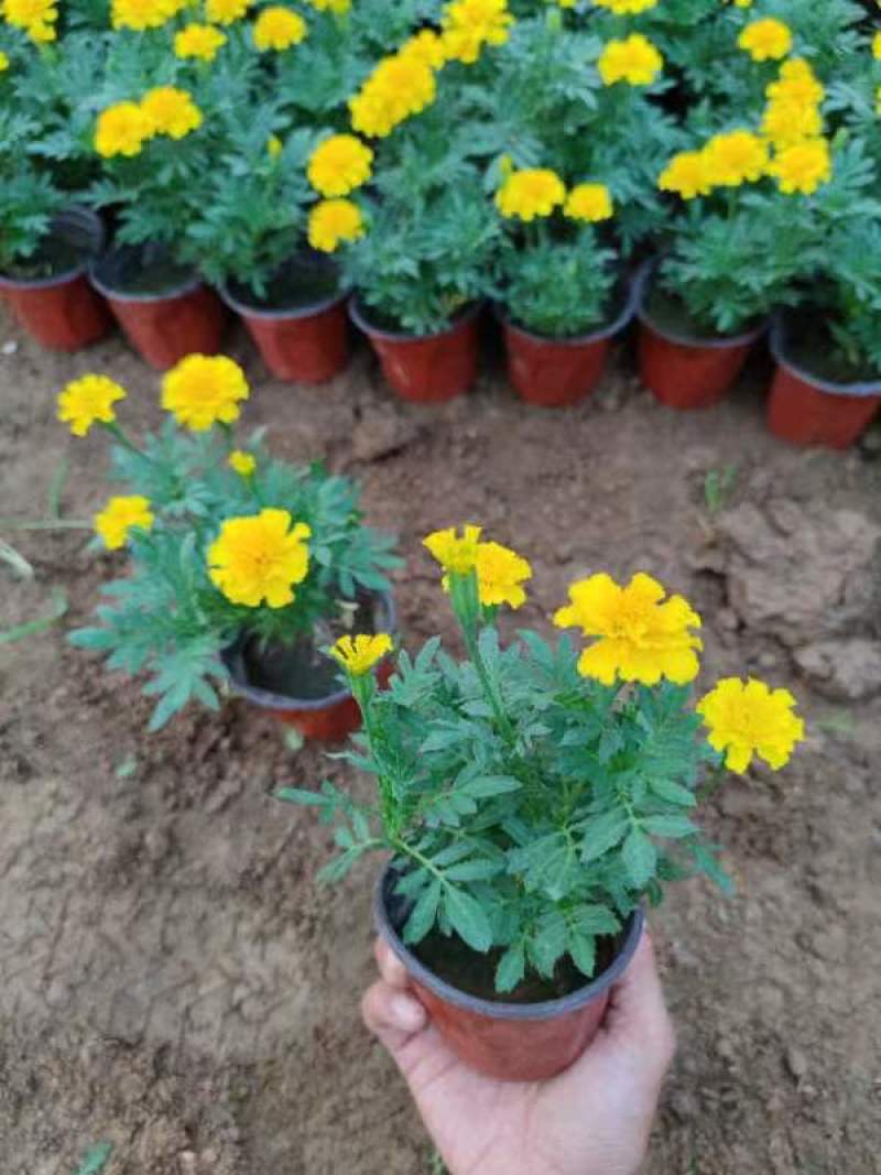 孔雀草观赏植物基地批发大量现货