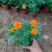 孔雀草观赏植物基地批发大量现货
