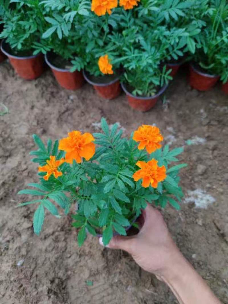 孔雀草观赏植物基地批发大量现货