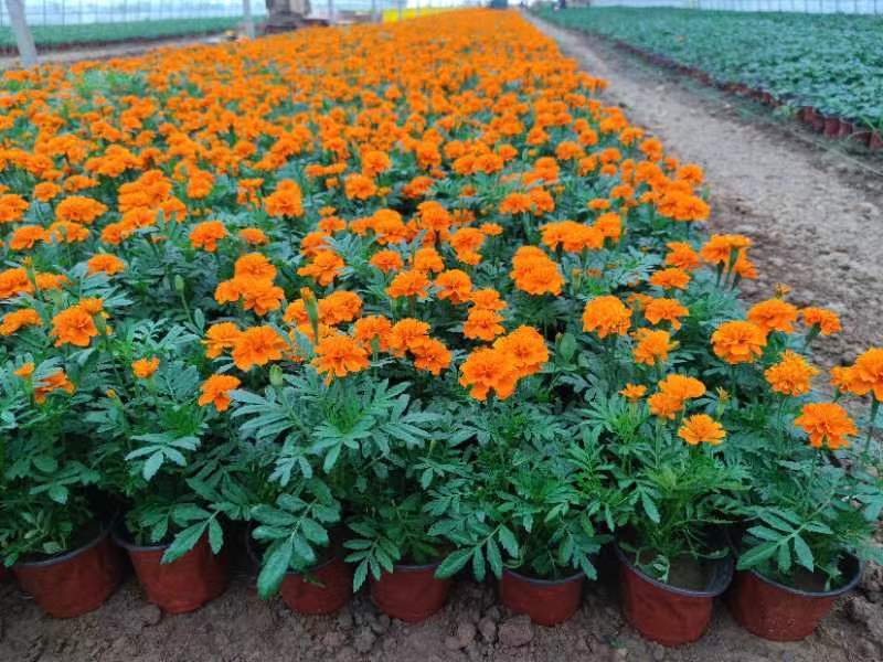 孔雀草观赏植物基地批发大量现货