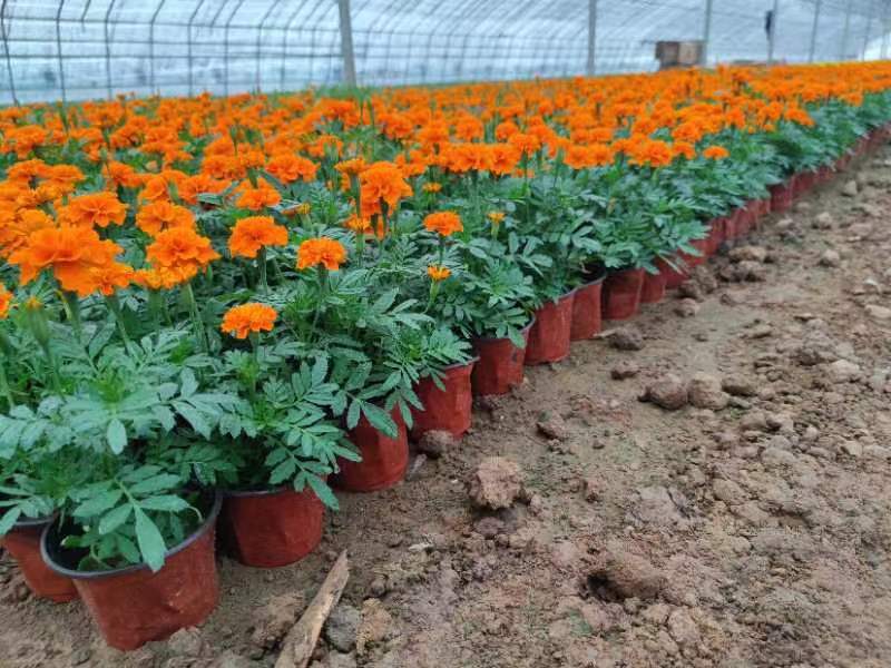 孔雀草观赏植物基地批发大量现货