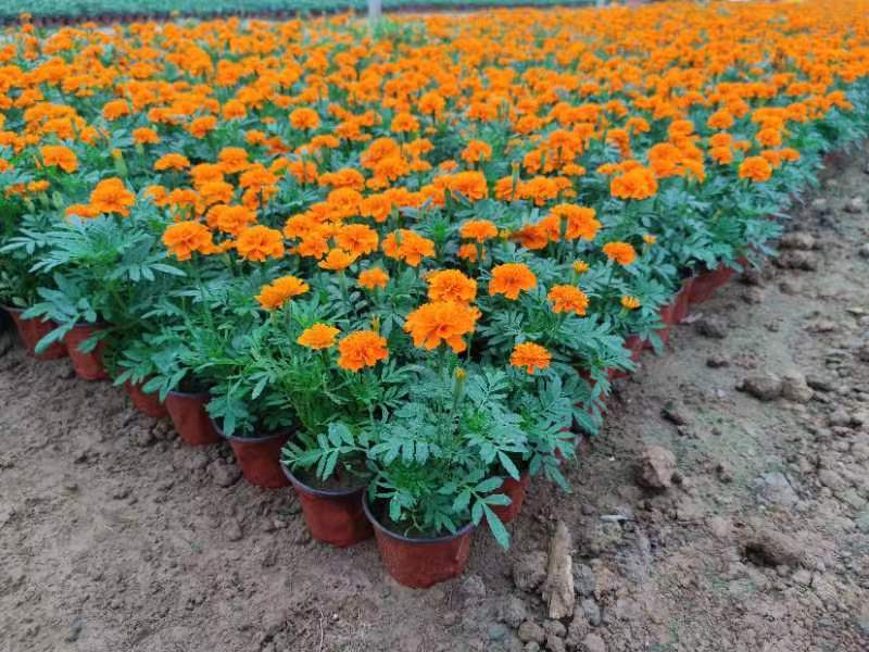 孔雀草观赏植物基地批发大量现货