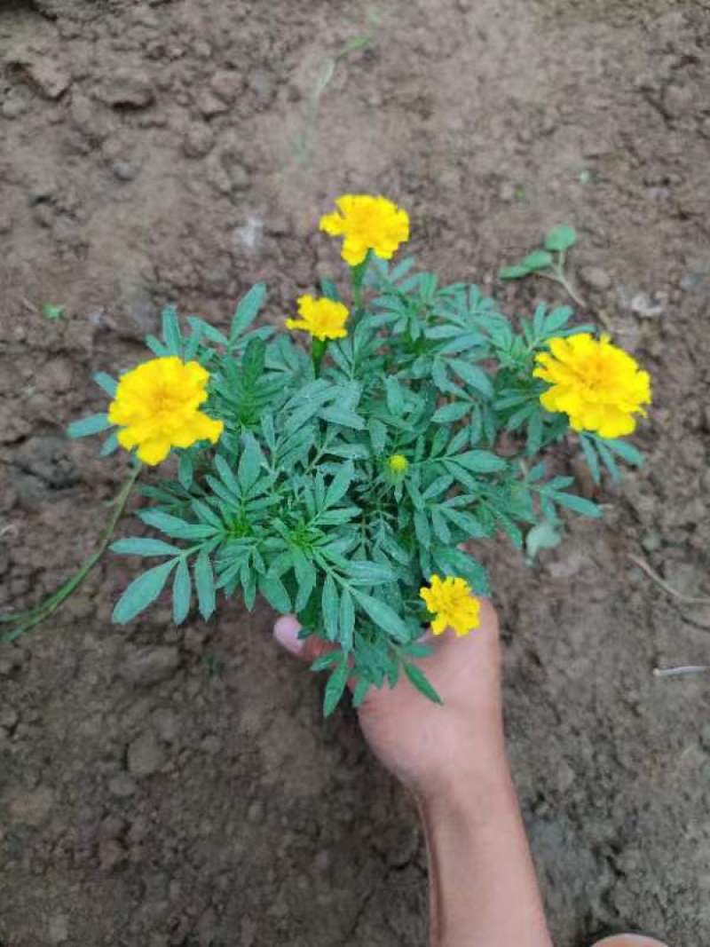 孔雀草观赏植物基地批发大量现货