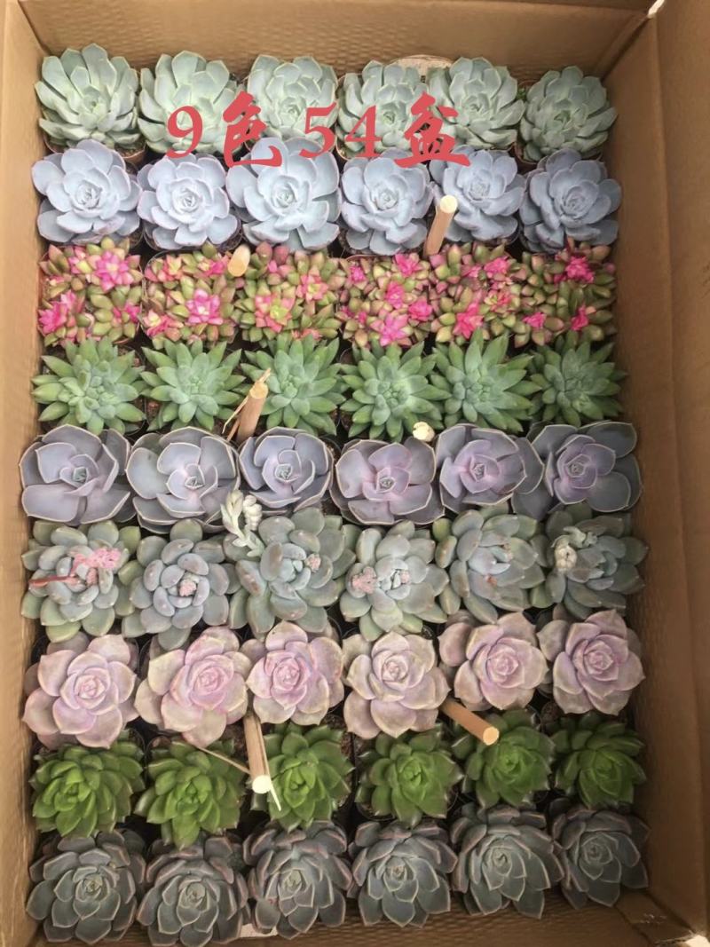 多肉植物24盆精品混拼多达10多种不同组合可选择