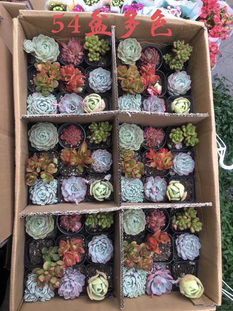 多肉植物24盆精品混拼多达10多种不同组合可选择