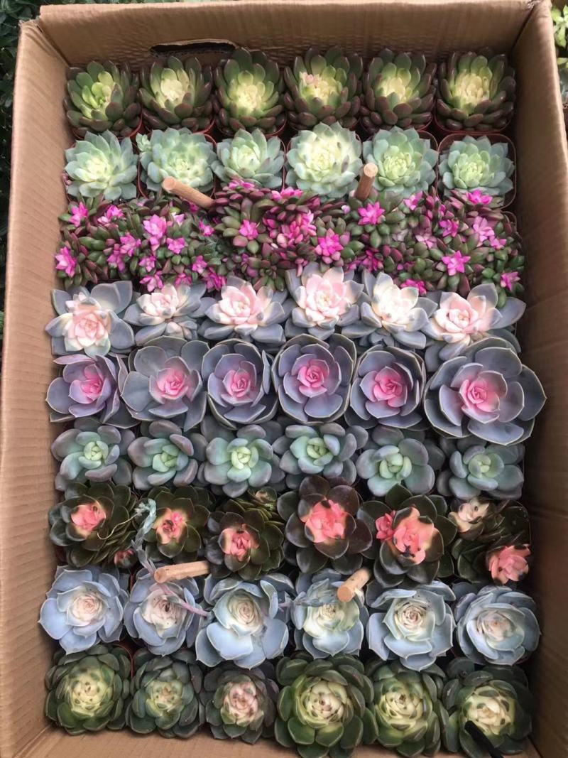 多肉植物24盆精品混拼多达10多种不同组合可选择