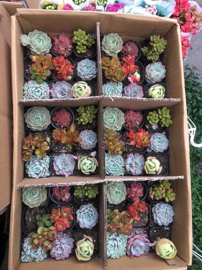 多肉植物24盆精品混拼多达10多种不同组合可选择