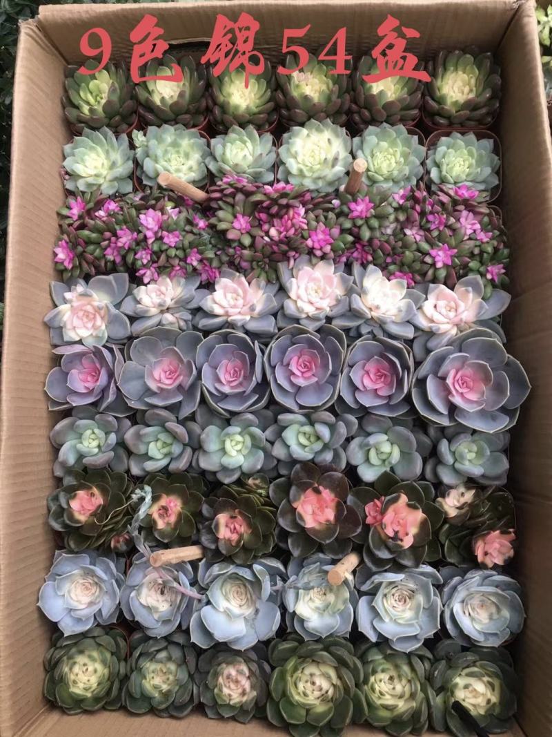 多肉植物24盆精品混拼多达10多种不同组合可选择